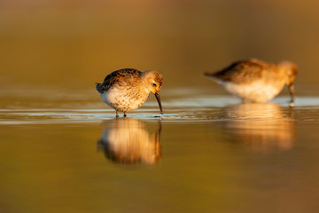 Macro of the dunlin (Calidris alpina) in winter plumage feeding on a lakeshore during migration