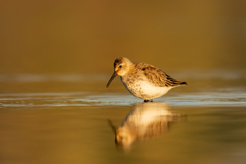 Macro of the dunlin (Calidris alpina) in winter plumage feeding on a lakeshore during migration
