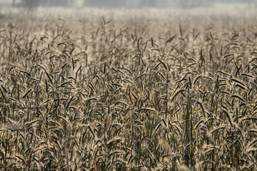 Autumn morning in the grain field - agriculture