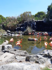 Flamingo hermano