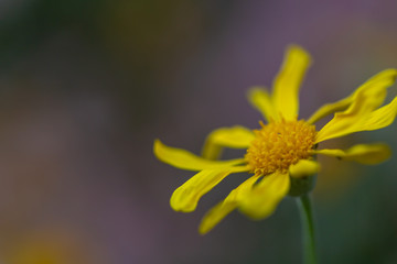 黄色い花