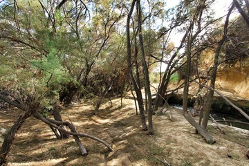 Tamarix shrubs on the slope of the Vinalopo river
