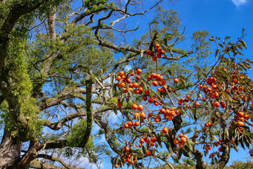 tree in autumn