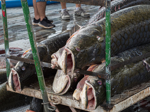 Pirarucu fish processing