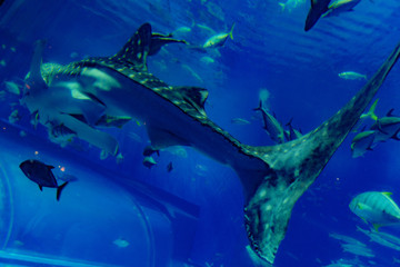 Obraz na płótnie Canvas whale shark