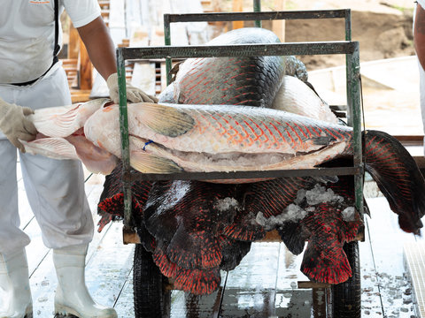 Pirarucu fish processing