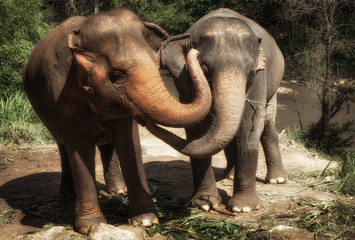 elephant in Doi Inthanon park 