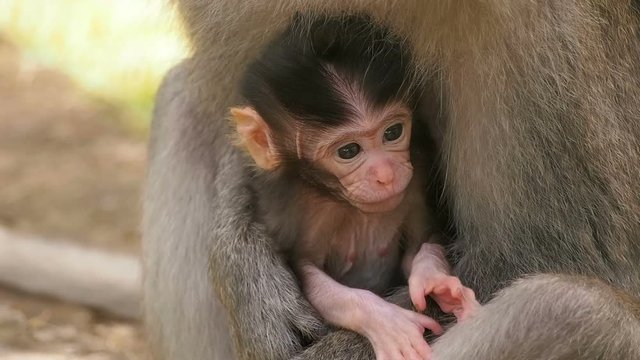 Baby monkey in mother's arms close-up