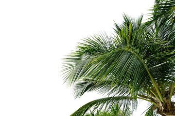 Obraz na płótnie Canvas Green Leaves of palm ,coconut tree bending isolated on white background