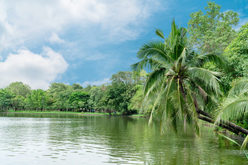 Coconut trees on the River side