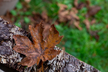 Maple leaf on wood bark with copy space