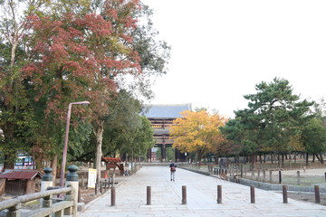 Fototapeta premium 奈良公園 日本