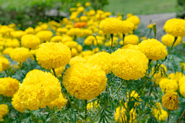 closeup marigold flower in garden