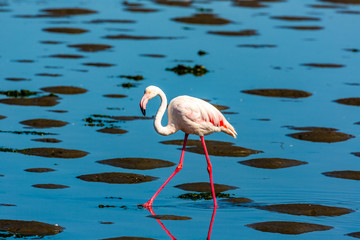 flamant rose en Namibie