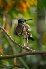 The Sunbittern (Eurypyga helias).