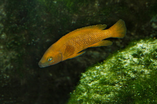 The Neolamprologus leleupi (lemon cichlid).