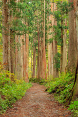 戸隠神社奥社　参道　杉並木　長野県戸隠　Togakushi Shrine　Approach　Row of cedar trees　Nagano Togakushi