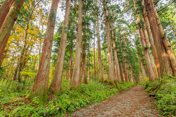 Fototapeta na wymiar 戸隠神社奥社　参道　杉並木　長野県戸隠　Togakushi Shrine　Approach　Row of cedar trees　Nagano Togakushi