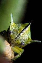 Treehopper