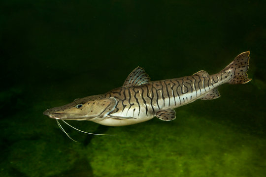 The Tiger Shovelnose Catfish (Pseudoplatystoma fasciatum).
