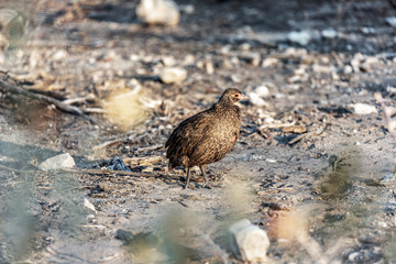 Oiseau de Namibie