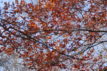 autumn leaves of read and brown