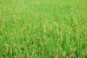 Rice paddy field in the village of Xinhui district.Rice paddy field in the village of Xinhui district,Jiangmen,Guangdong,China.