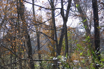 across the creek