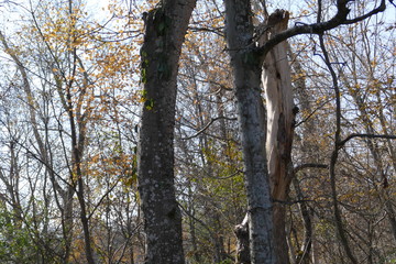 Obraz premium November woods