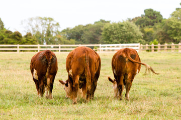 three cows grazing in field
