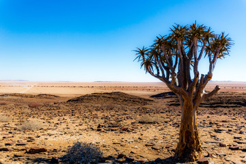 Fototapeta na wymiar Arbre au milieu du désert en Namibie
