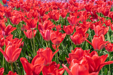 チューリップ畑