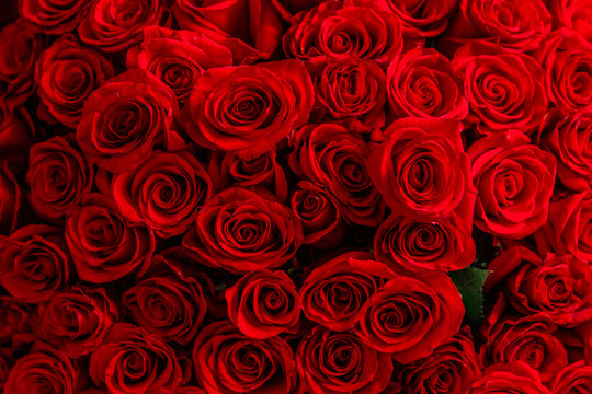 Cropped top-view photo of bouquet of big tender red roses.