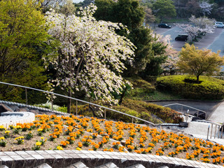 Spring flowers and cherry trees blooming at the top of Mount Bizan - Tokushima city, Japan