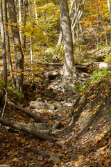 Ditch in the Forest