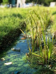 plant in algae bloom green water and many garbage or plastic waste in pond