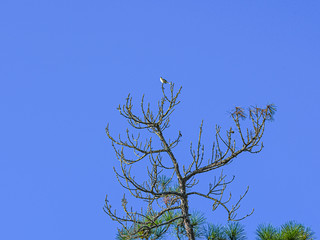 Mockingbird on the Top of the Tree