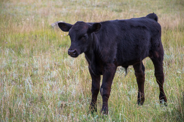 Black Angus Cow Calf