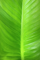 Green leaf background