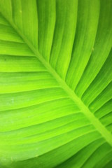 Green leaf background