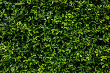 Ficus annulata leaves(Banyan Tree)texture in garden,abstract nature green background.