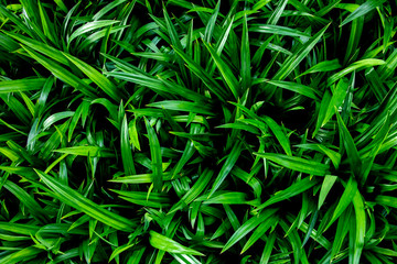 Pandanus amaryllifolius leaf(Pandanus leaves)texture in garden,abstract nature green background.