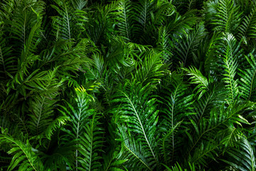 green fern leaves