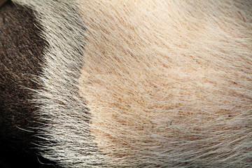 close up black and white pig skin, texture from pig skin