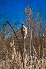 2018-11-20 CATTAILS IN THE MERCER SLOUGH