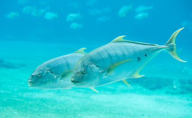  snub-nosed Dart fish in Australian waters.