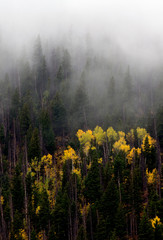 FOG2_RMNP