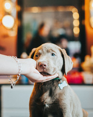 Cute Labrador Retriever Puppy Looking At Camera