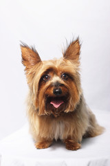 Yorkshire Terrier Isolated on White Background