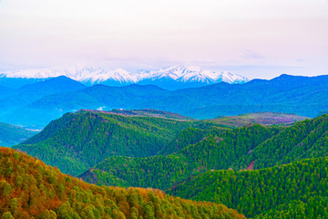 Obraz premium The mountains tree in autumn. Caucasus mountains and pines with sky space background.